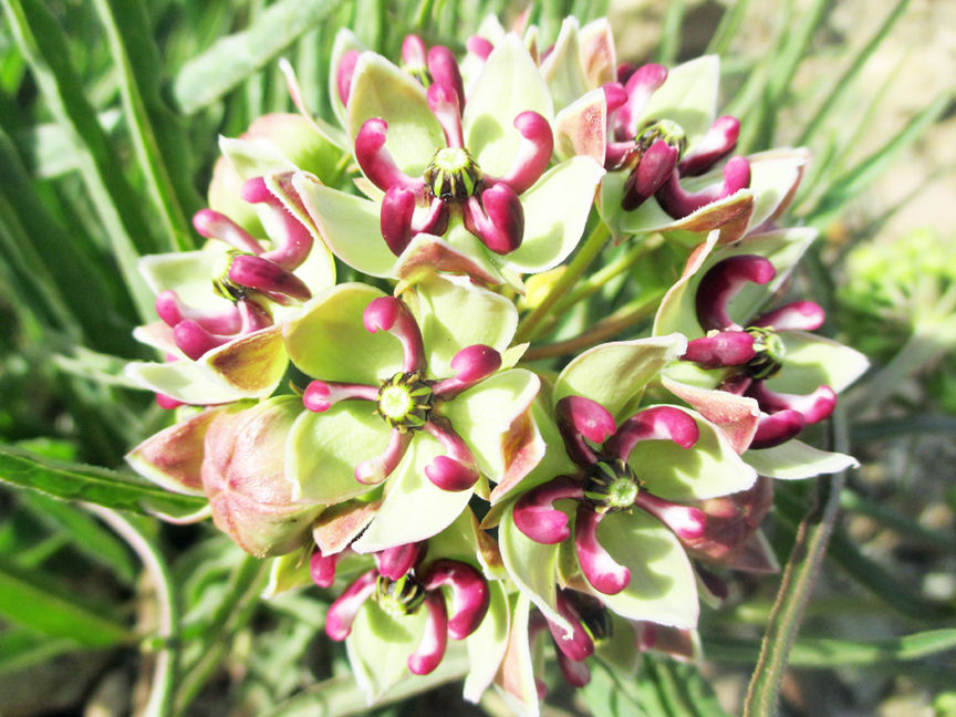 Milkweed blossoms